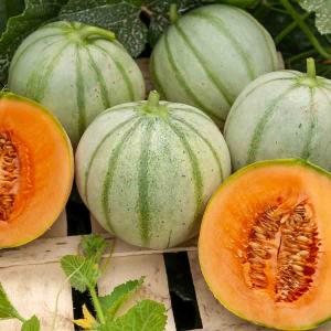Melon Charentais